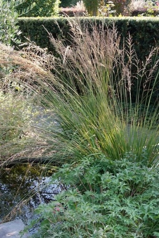 Bezkolenec "Edith Dudszus"