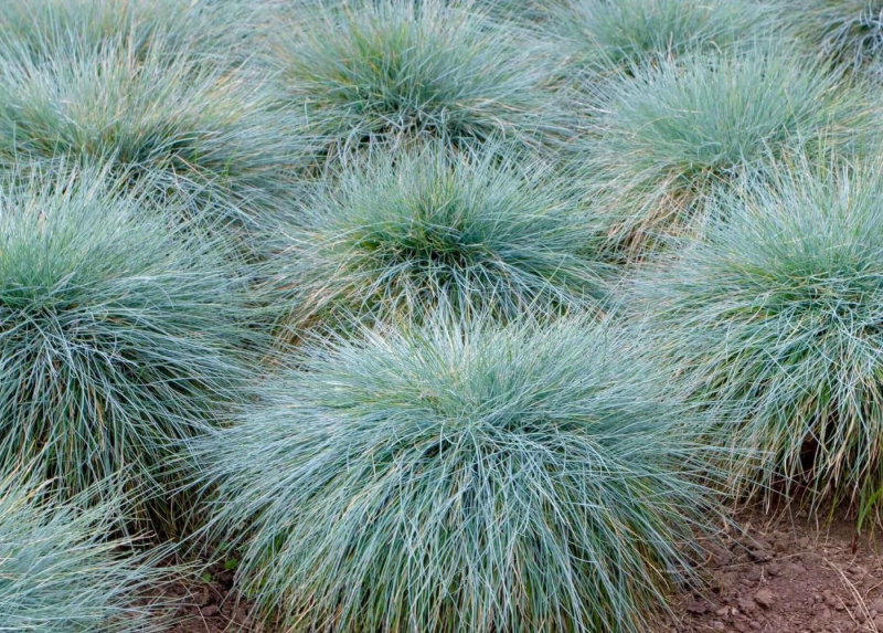 Kostrava "Elijah Blue"