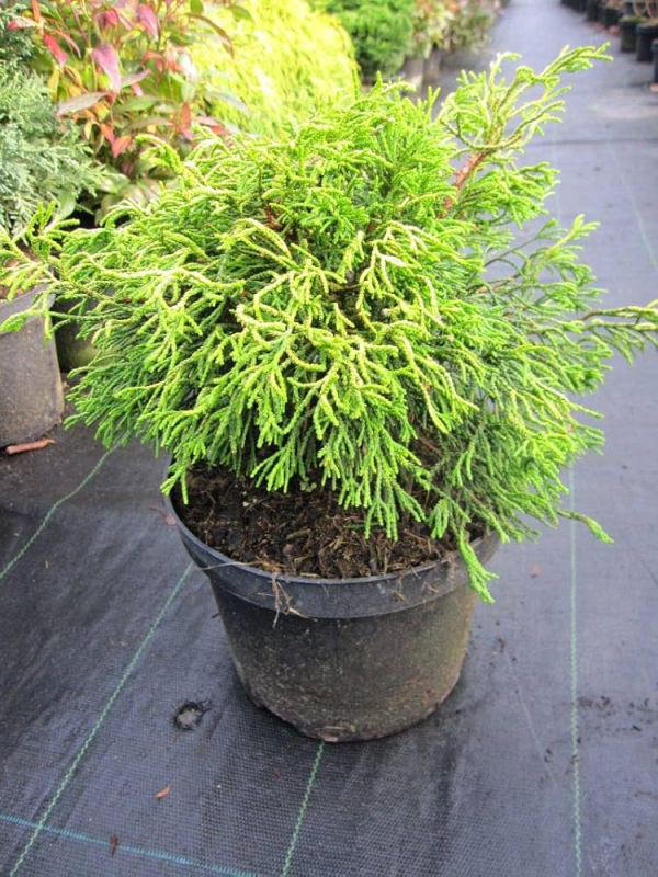 Cypruštek tupolistý ’Tsatsumi Gold’