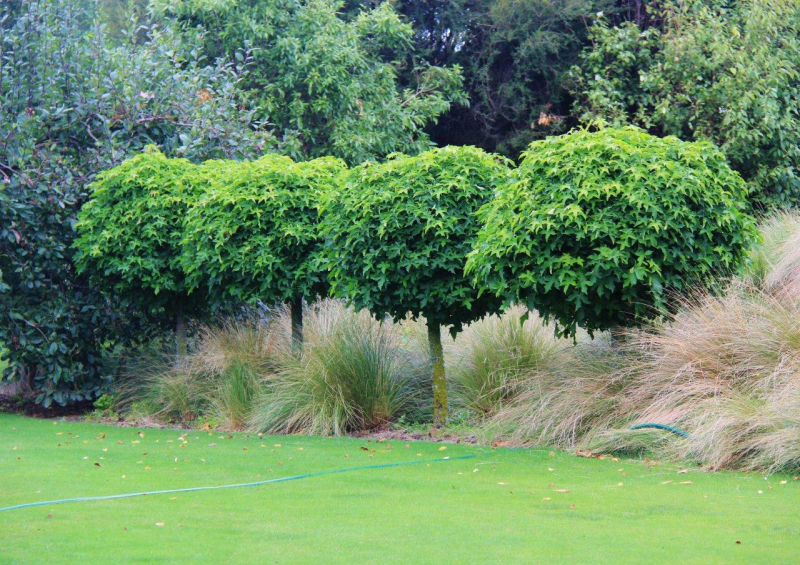 Ambrovník "Gumball" na kmienku