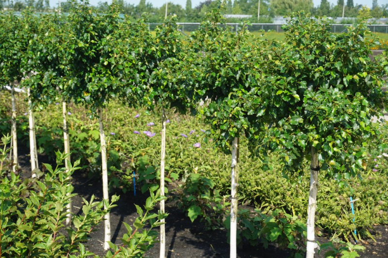 Breza previsnutá ´Magic Globe´ na kmienku