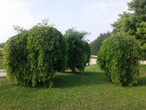 Sofora japonská ´Pendula´