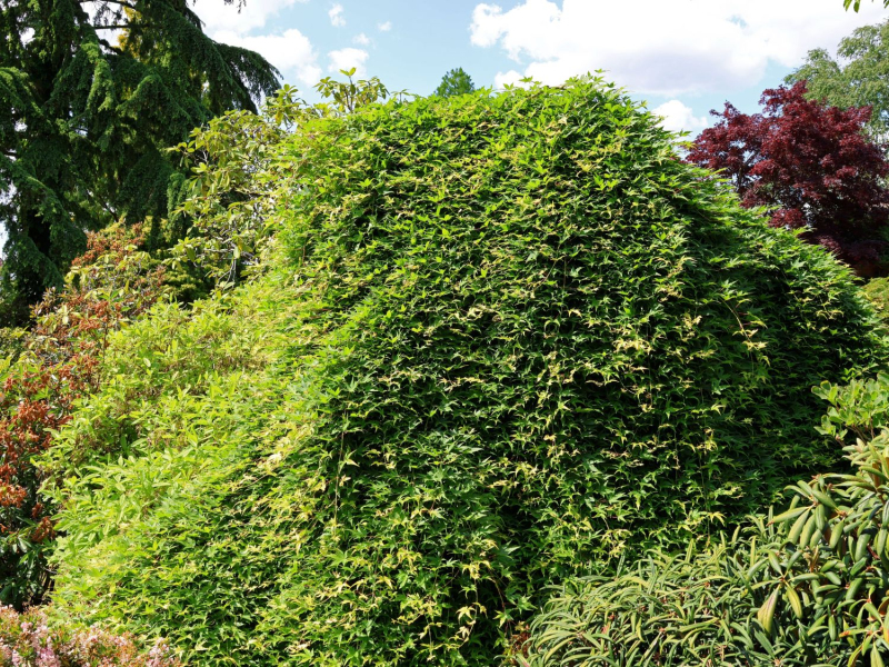 Javor dlanitolistý ´Rhyusen´ na kmienku