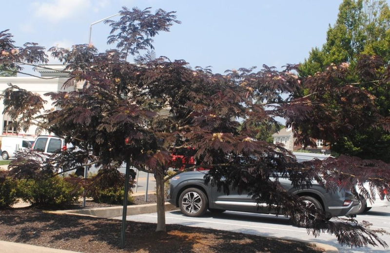 Albizia ružová ´Summer Chocolate´ 125 - 150cm