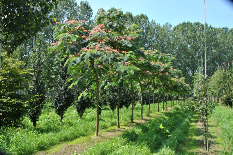 Albízia ružová 125 - 150cm