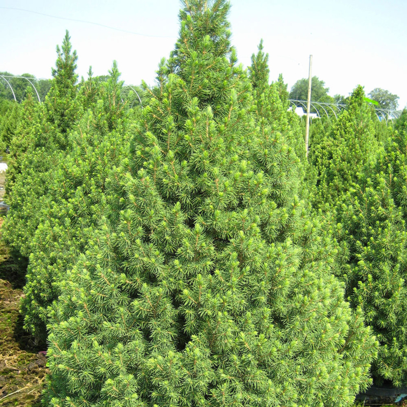 Smrek biely ´Conica´