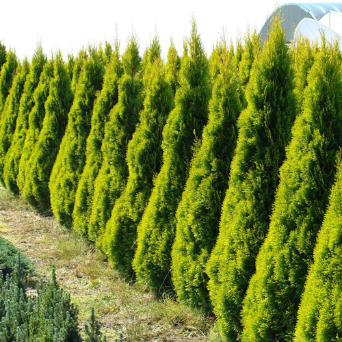 Tuja západná "Golden Smaragd"