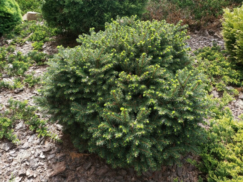 Smrek balkánsky ´Karel´