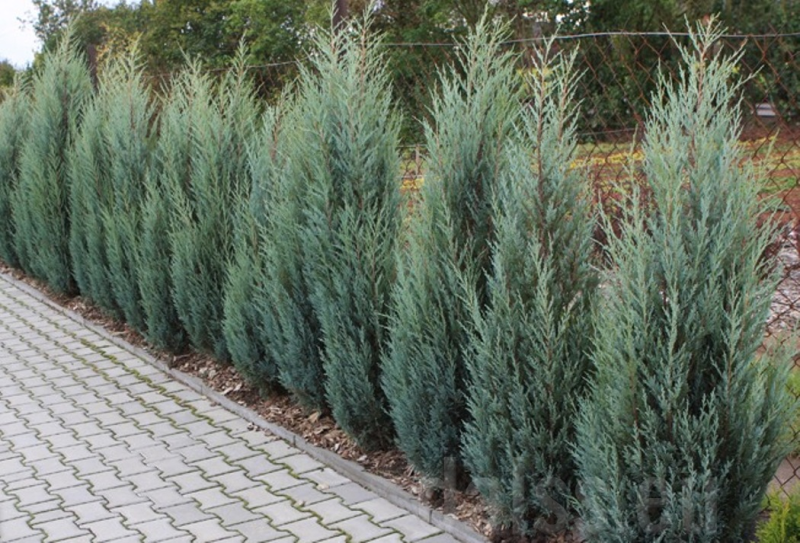 Borievka viržínska ‘Blue Arrow’