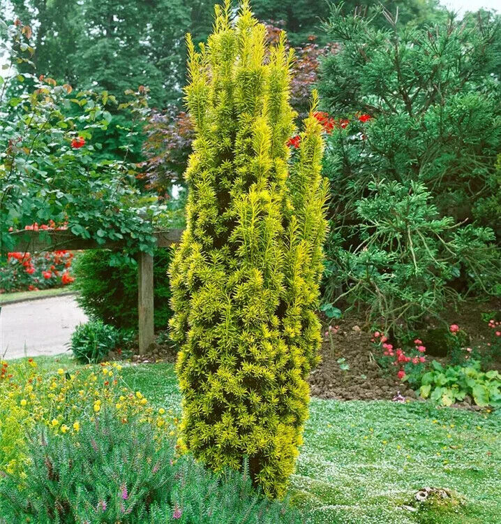 Tis obyčajný ´Aurea´