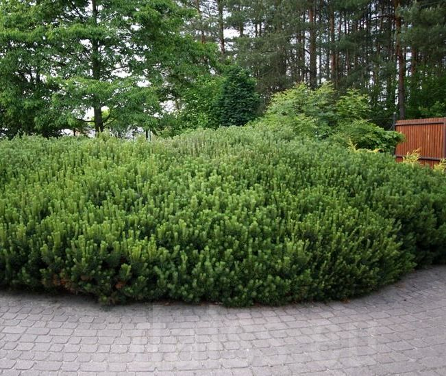 Borovica horská ´Pumilio´