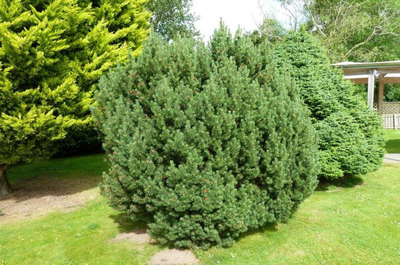 Smrek balkánsky ´Nana´