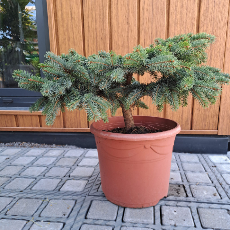 Smrek pichľavý ´Nidiformis Kalouš´