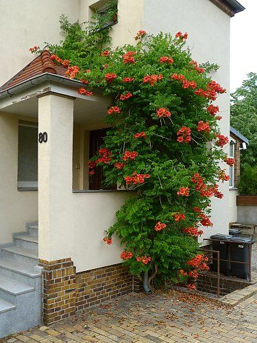 Trubkovec ´Madame Galen´