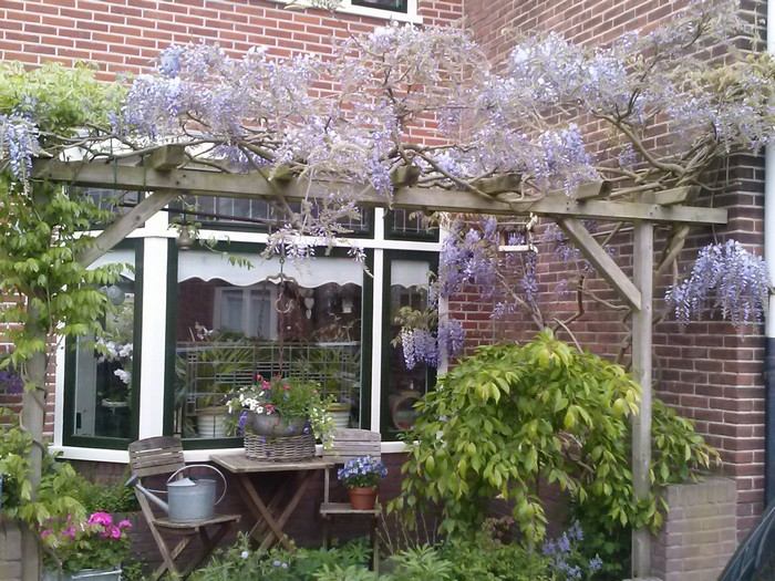 Vistéria kvetnatá ´Issai´