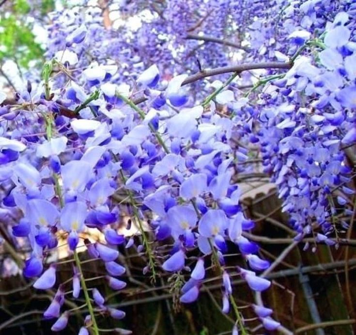 Vistéria mnohokvetá ´Blue Moon´