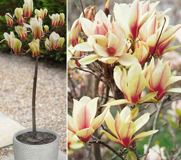 Magnólia ´Sunrise´ na kmienku