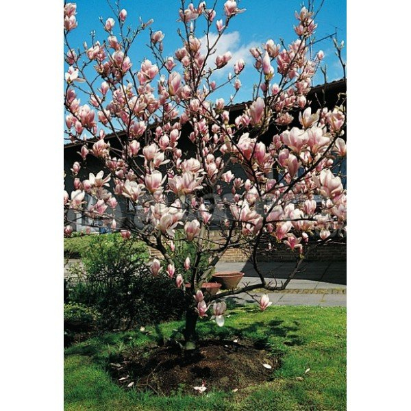 Magnólia ´Satisfaction´
