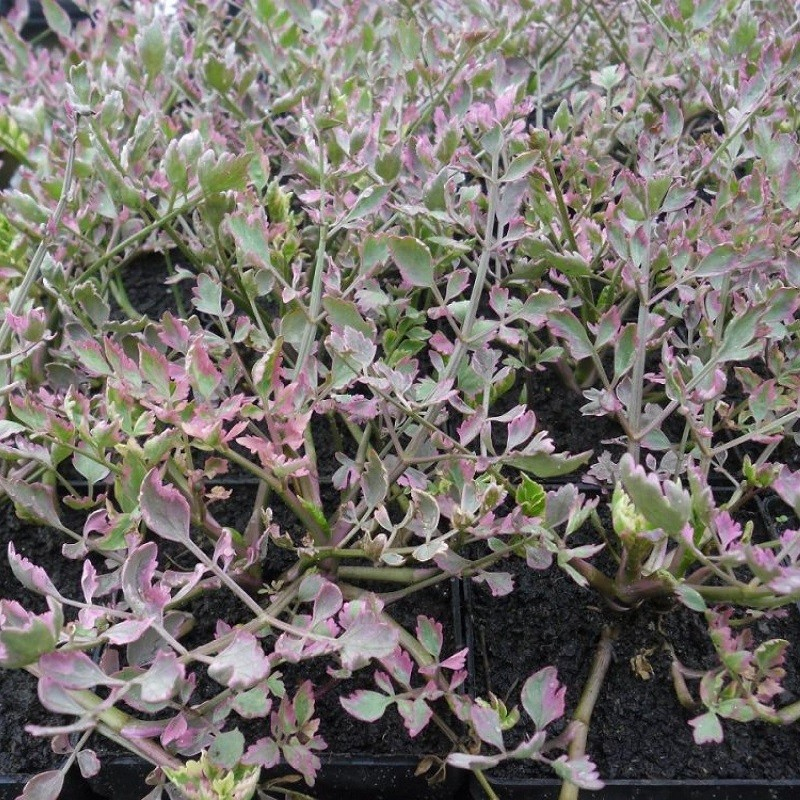 Halucha dutá ´Flamenco´