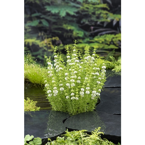 Mäta klasnatá ´Alba´