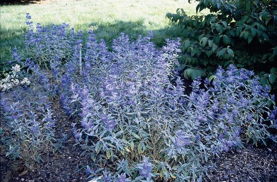 Bradavec klandonský "HEAVENLY BLUE" 9x9