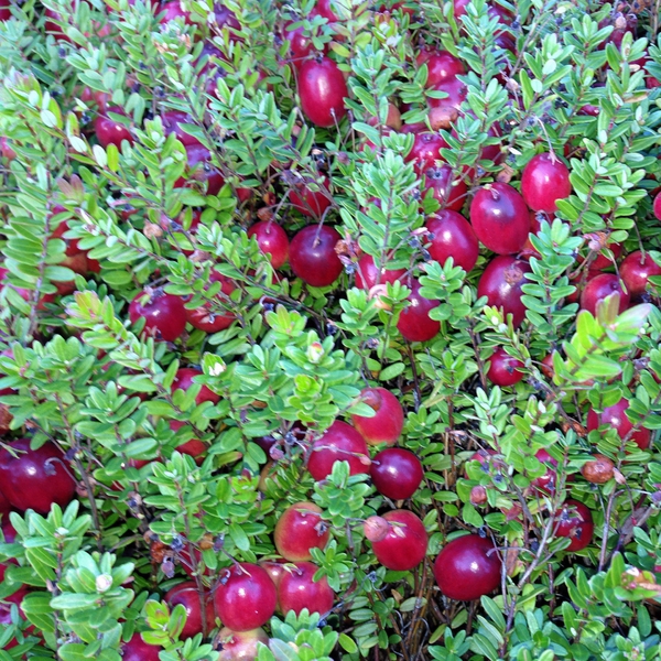 Brusnica veľkoplodá Kľukva ´Big pearl´