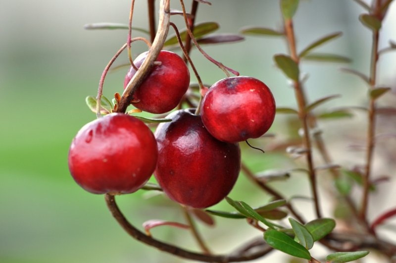 Brusnica veľkoplodá Kľukva ´Big pearl´