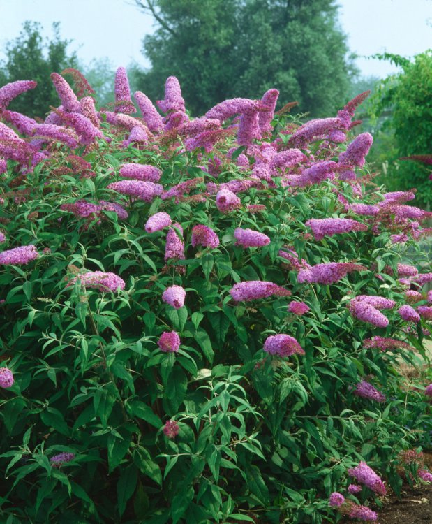 Budleja davidii ’Pink Delight’ 2l
