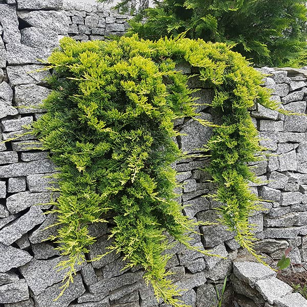 Borievka rozprestretá ´GOLDEN CARPET´