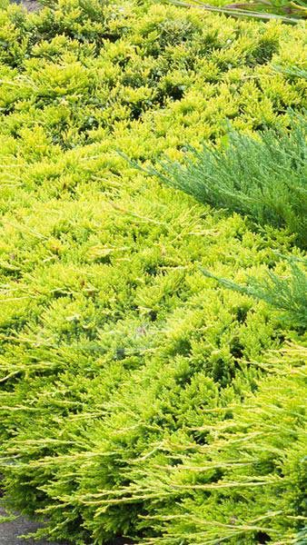 Borievka rozprestretá ´GOLDEN CARPET´