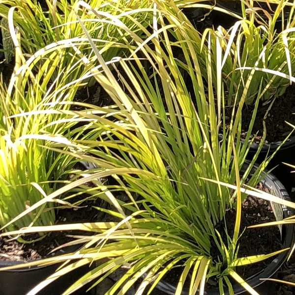 Puškvorec trávolistý ´Golden Delight´ 9x9