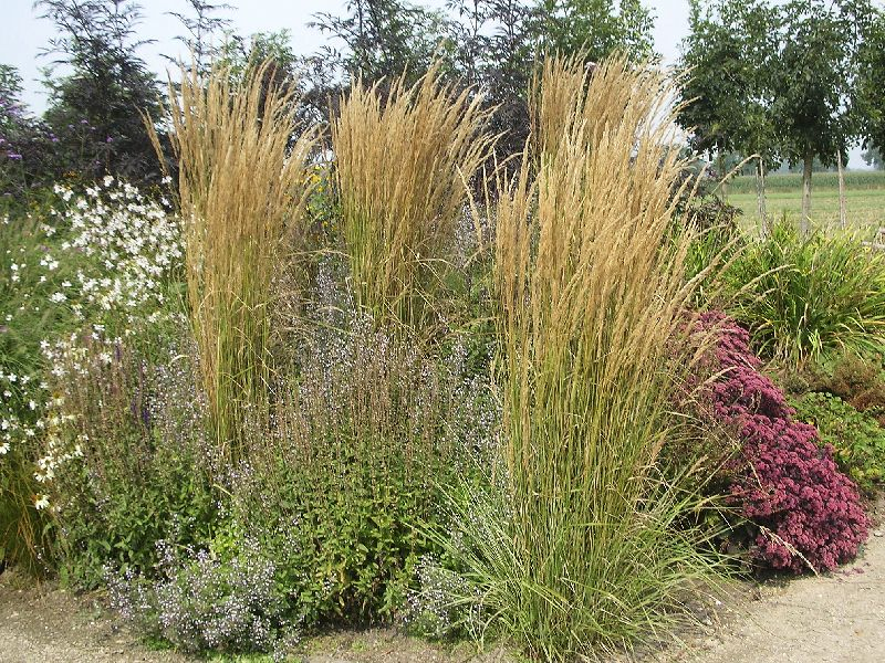 Smlz ostrokvetý ‘Overdam’ 9x9