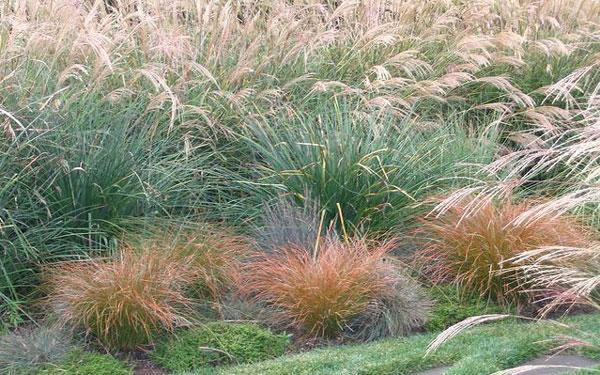 Ostrica ´Prairie Fire´