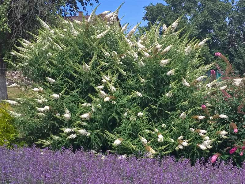Budleja davidii ’White Profusion´