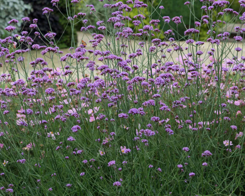 Železník argentínsky