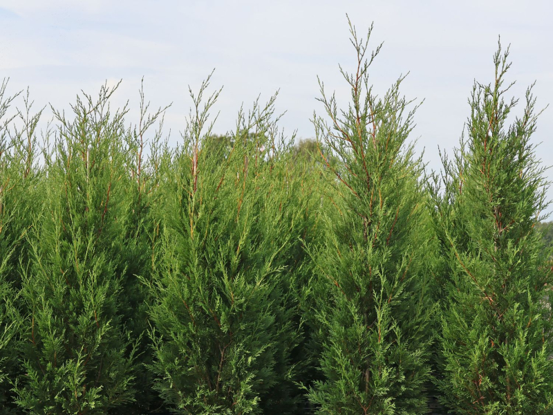 Cyprusovec leylandský ´2001´