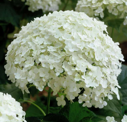 Hortenzia stromčekovitá ´Anabelle´ 9x9