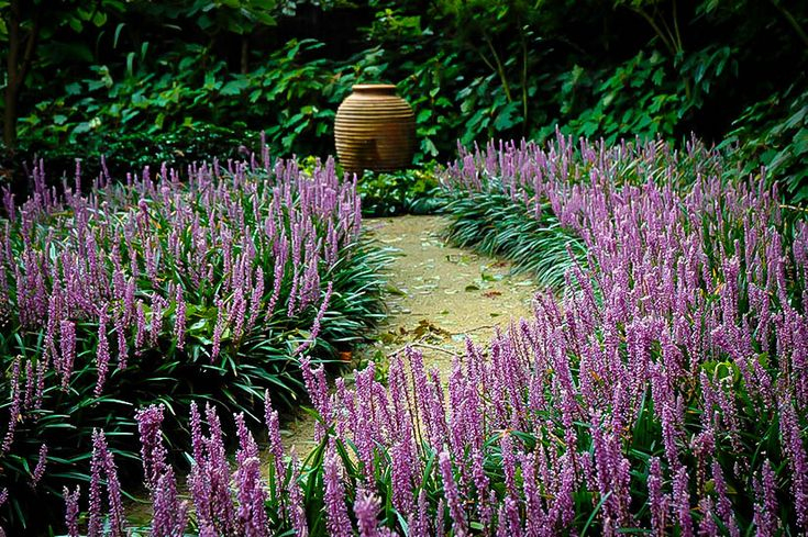 Liriopa modrincová ´Royal Purple´