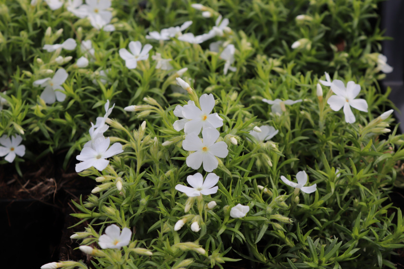 Flox šidlolistý  ’White Delight’
