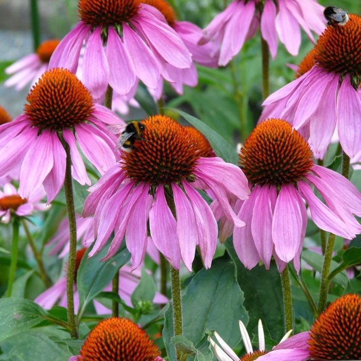 Echinacea purpurea ’Baby Swan Pink’