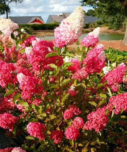 Hortenzia metlinatá ´Fraise Melba´ na kmienku