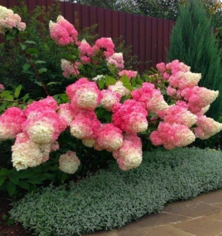 Hortenzia metlinatá ´Fraise Melba´ na kmienku