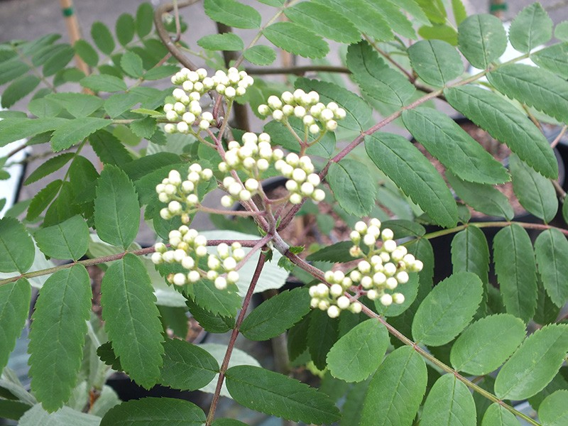 Jarabina ´Biela´ Stromčeková, voľnok