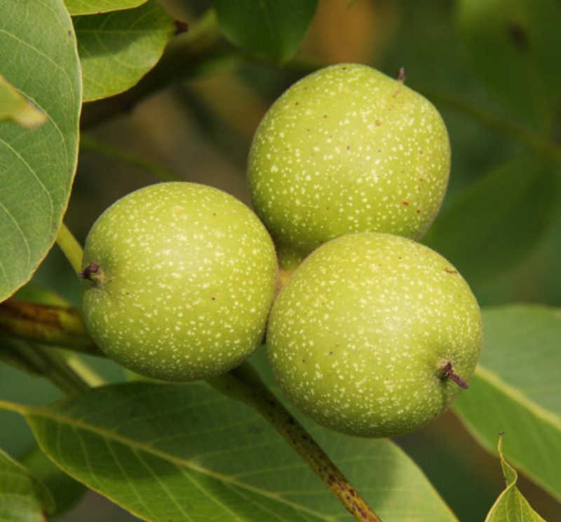 Orech ´Lara´ , voľnok.