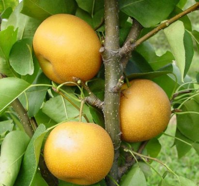 Ázijska hruška ´Hosui´ letná, podp. Hruška planá, voľnok.