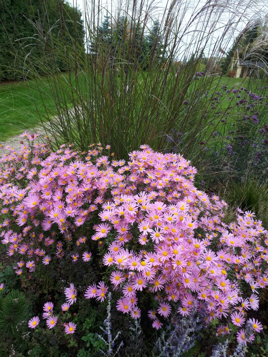 Chryzantéma ´Clara Curtis´