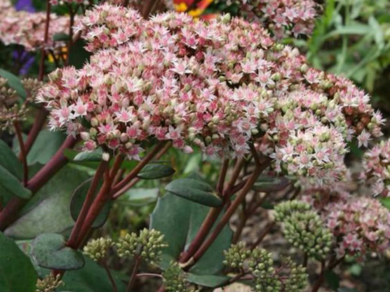 Rozchodník nádherný ’Matrona’ 1l