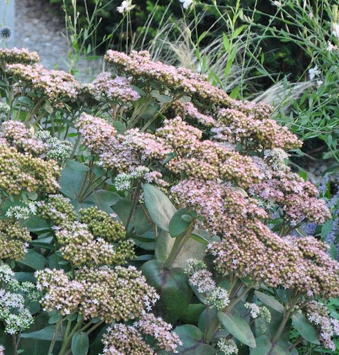 Rozchodník nádherný ’Matrona’ 1l