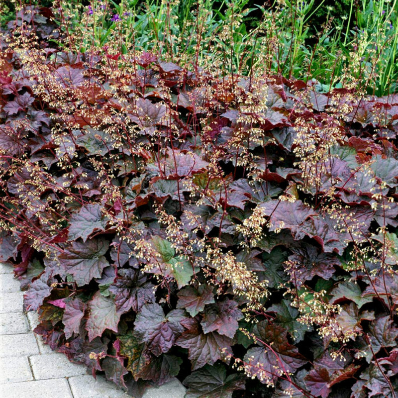 Heuchera Palace Purple
