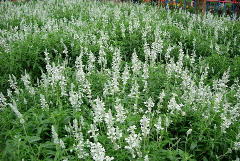 Levanduľa ’Edelweiss’